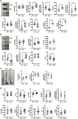 The Inflammasome Adaptor ASC Intrinsically Limits CD4+ T-Cell Proliferation to Help Maintain Intestinal Homeostasis